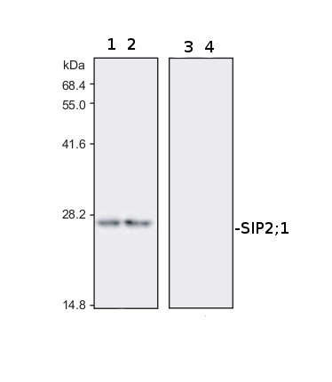 western blot using anti-AtSIP2;1 antibodies 